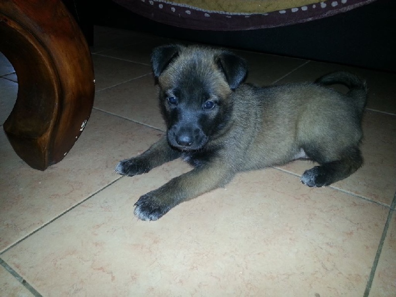 nos chiots